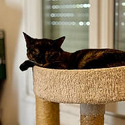 Astra participe au concours pour gagner de l'argent avec cette photo : cat, tortoiseshell_cat, sleeping, sleepy, pet, animal, feline, cat_tree, scratching_post, perched, indoors, window, warm_lighting, relaxed, resting, whiskers, ears, fur, cozy, home_decor