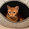 cat, orange_cat, ginger_cat, pet, animal, feline, whiskers, ears, eyes, portrait, close_up, pet_bed, cozy, indoors, home, fabric, gray, curious, sitting, photography