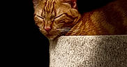 Shanks a rejoint le concours — aidez-le/la à gagner de superbes lots ! cat, orange_tabby, sleeping, sleepy, pet, feline, whiskers, ears, striped_fur, closed_eyes, relaxed, resting, cat_tree, scratching_post, plush, indoor, low_light, dramatic_lighting, black_background, animal_portrait