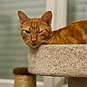 cat, orange_tabby, feline, pet, animal, sleepy, squinting, portrait, whiskers, ears, fur, striped_fur, pink_nose, cat_tree, scratching_post, carpeted_platform, indoors, window, close_up, relaxed