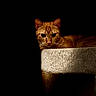 cat, orange_cat, tabby, pet, animal, feline, whiskers, ears, eyes, face, lying_down, lounging, cat_tree, scratching_post, carpet, indoor, dark_background, low_light, reflection, portrait