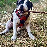 Luffy participe au concours pour gagner de l'argent avec cette photo : dog, puppy, black_and_white, red_harness, stick, outdoors, grass, dry_grass, nature, forest, sitting, pet, animal, portrait, playful, cute, canine, front_view, daylight, ground