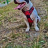 Luffy a rejoint le concours — aidez-le/la à gagner de superbes lots ! dog, black_and_white, harness, red_harness, sitting, open_mouth, tongue, panting, happy, outdoor, grass, dry_grass, fence, greenery, park, animal, pet, portrait, alert, playful