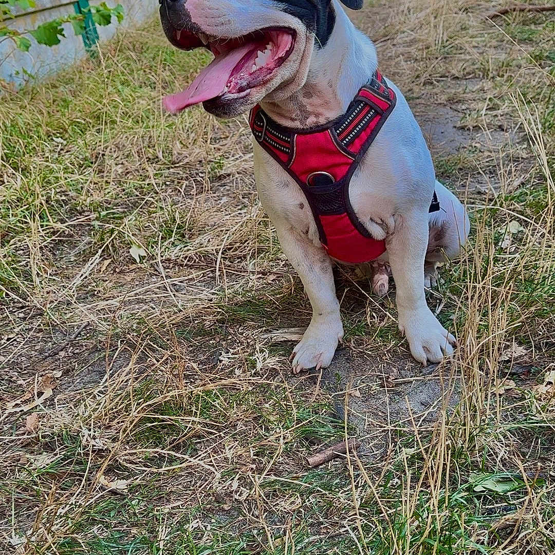 Luffy a rejoint le concours — aidez-le/la à gagner de superbes lots ! dog, black_and_white, harness, red_harness, sitting, open_mouth, tongue, panting, happy, outdoor, grass, dry_grass, fence, greenery, park, animal, pet, portrait, alert, playful