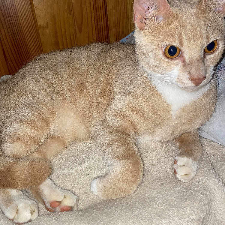 Milo a rejoint le concours — aidez-le/la à gagner de superbes lots ! alert, animal, beige, blanket, cat, claws, cute, domestic, ears, feline, fur, indoor, paws, pet, resting, sleeping, soft, tabby, whiskers, wooden_wall