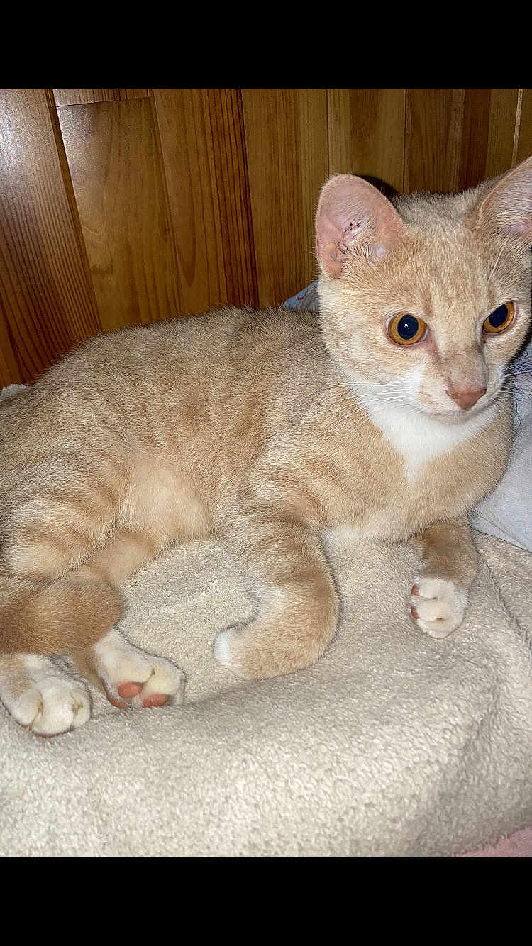 Milo a rejoint le concours — aidez-le/la à gagner de superbes lots ! cat, tabby, beige, pet, animal, feline, whiskers, ears, paws, claws, fur, sleeping, resting, indoor, blanket, soft, wooden_wall, cute, alert, domestic