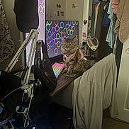 Louchie joined the competition — help win amazing prizes! cat, desk, computer, monitor, keyboard, chair, clothing, bag, room, indoor, pet, furniture, coat, mousepad, technology, colorful, keyboard_lighting, closet, wall_stickers, cable