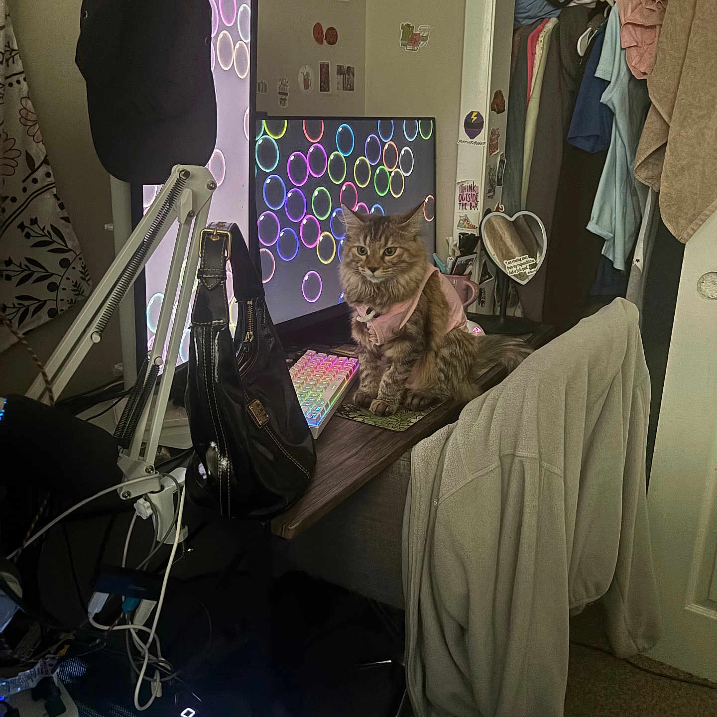 Louchie joined the competition — help win amazing prizes! bag, cable, cat, chair, closet, clothing, coat, colorful, computer, desk, furniture, indoor, keyboard, keyboard_lighting, monitor, mousepad, pet, room, technology, wall_stickers