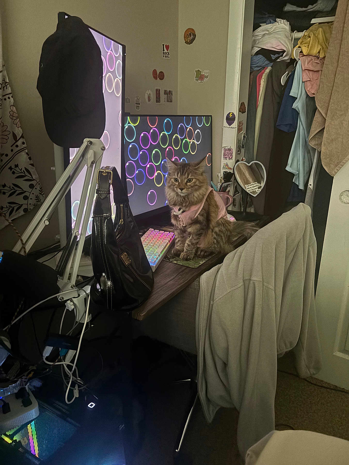 Louchie joined the competition — help win amazing prizes! cat, desk, computer, monitor, keyboard, chair, clothing, bag, room, indoor, pet, furniture, coat, mousepad, technology, colorful, keyboard_lighting, closet, wall_stickers, cable