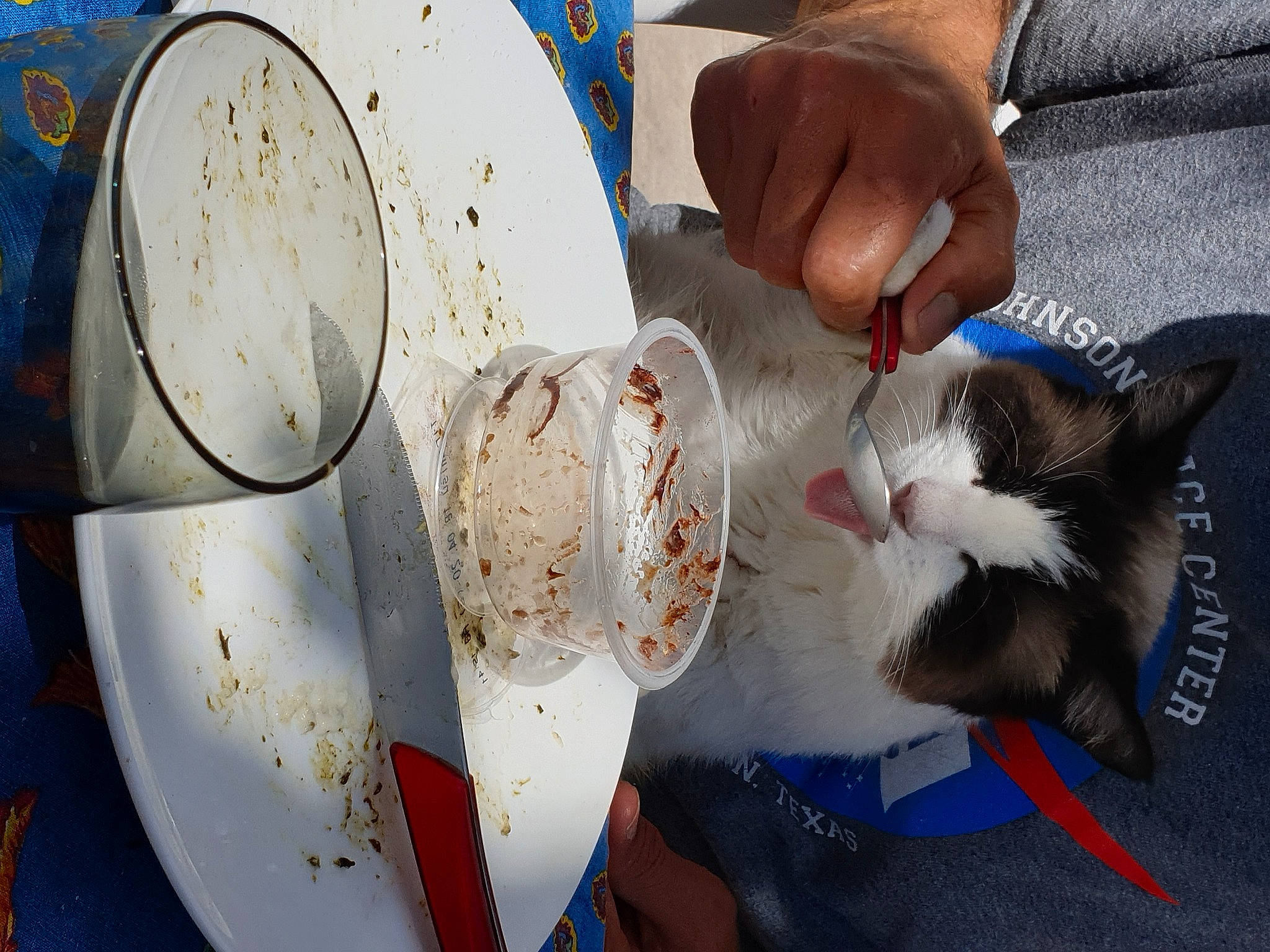 Fripouille participe au concours pour gagner de l'argent avec cette photo : blue, carnivore, cat, cup, dishware, domestic_short_haired_cat, felidae, finger, food, ingredient, kitchen_utensil, nail, plate, porcelain, recipe, serveware, small_to_medium_sized_cats, tableware, textile, whiskers