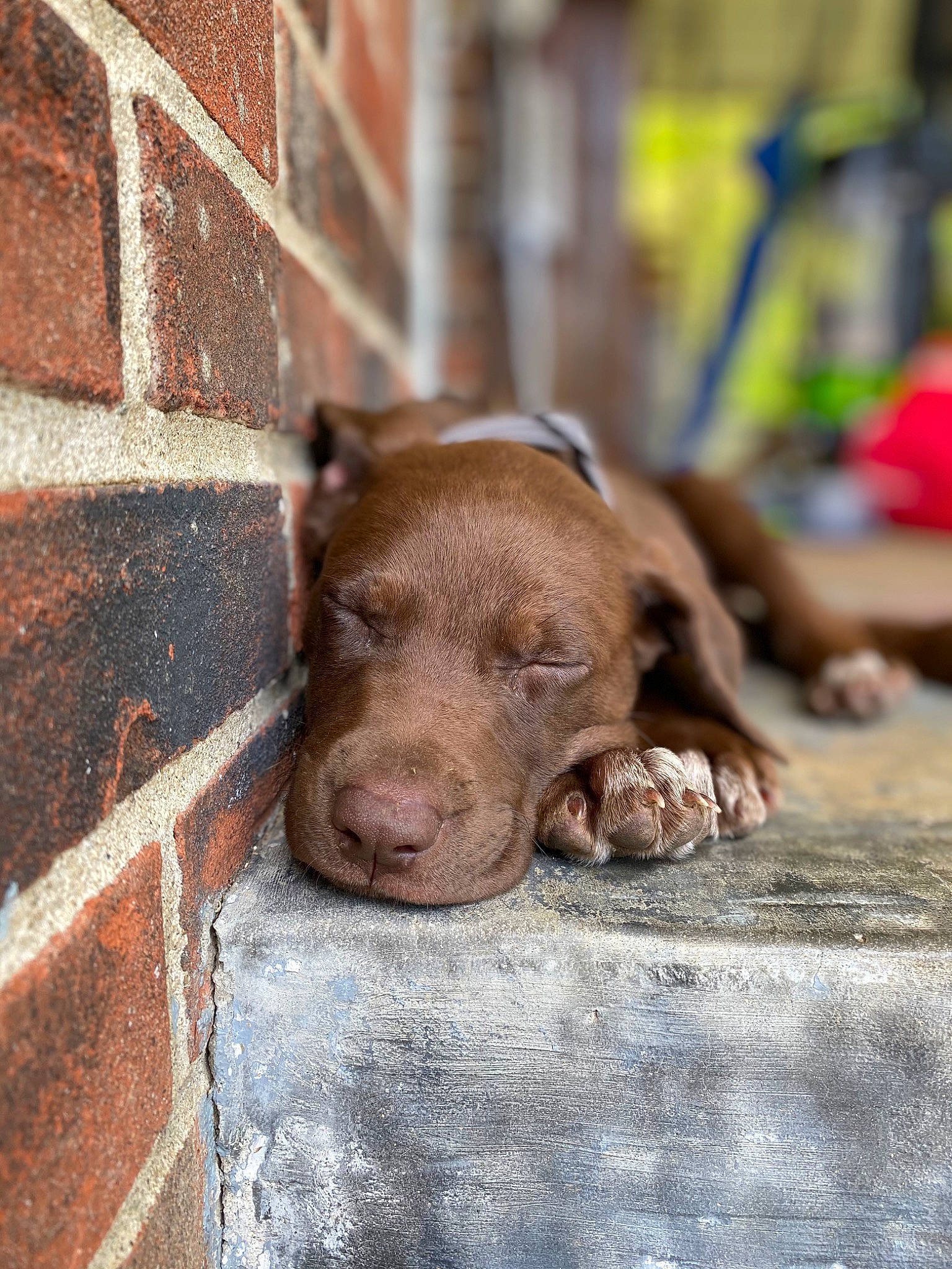 Sam is registered to the contest to win money with this photo: brick, brickwork, canidae, carnivore, companion_dog, dog, dog_breed, flesh, fur, liver, non_sporting_group, snout, sporting_group, street_dog, terrestrial_animal, whiskers, window, wood, working_animal, wrinkle