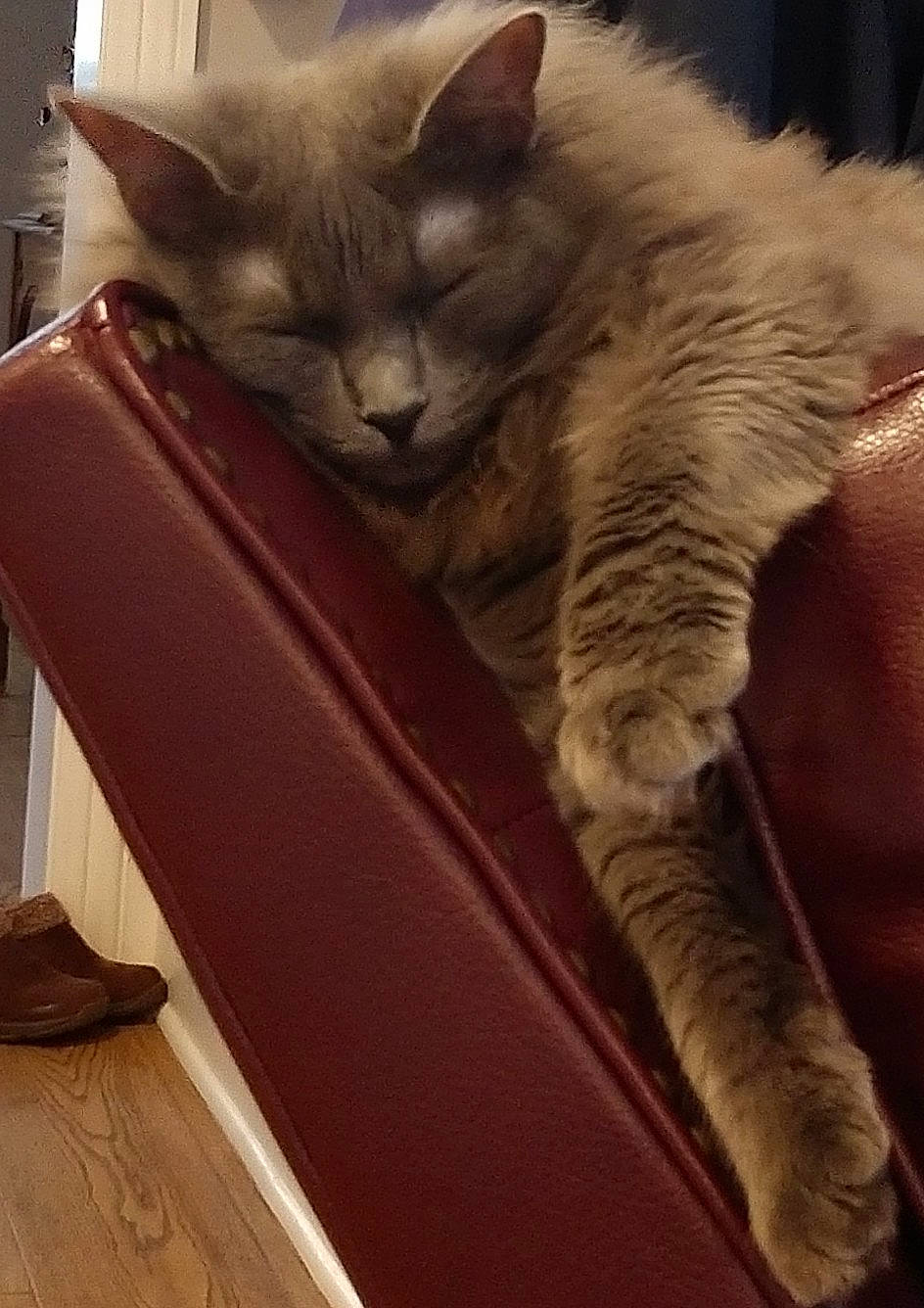 Daphne is registered to the contest to win money with this photo: asian, carnivore, cat, domestic_short_haired_cat, european_shorthair, fawn, felidae, fur, kitten, mammal, nap, nebelung, norwegian_forest_cat, small_to_medium_sized_cats, somali, tail, tonkinese, whiskers