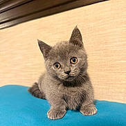 Pebble is registered to the contest to win money with this photo: cat, kitten, gray_cat, pet, animal, indoor, cushion, blue_cushion, portrait, whiskers, ears, wide_eyes, fur, sitting, looking_at_camera, home_interior, wooden_headboard, fabric_wall, close_up, adorable