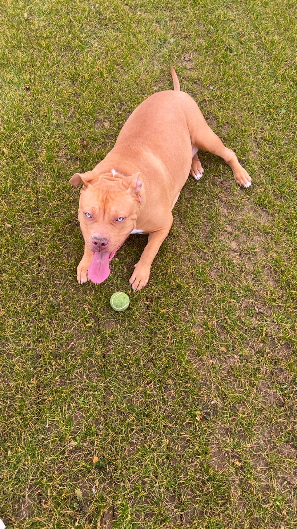 Naia a rejoint le concours — aidez-le/la à gagner de superbes lots ! carnivore, companion_dog, dog, dog_breed, fawn, grass, groundcover, liver, non_sporting_group, puppy, soil, sporting_group, tail, terrestrial_animal, working_animal