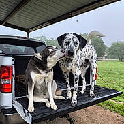Oakley King is registered to the contest to win money with this photo: animal, black_and_white, canine, companion, daytime, dog, friendly, grass, happiness, licking, metal_roof, nature, outdoor, pet, pickup_truck, rural, spotted, tailgate, tree, vehicle