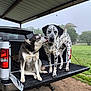 animal, black_and_white, canine, companion, daytime, dog, friendly, grass, happiness, licking, metal_roof, nature, outdoor, pet, pickup_truck, rural, spotted, tailgate, tree, vehicle