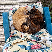 Roni And Scarlet joined the competition — help win amazing prizes! cat, sleeping, cushion, chair, wooden_deck, floral_pattern, orange_cat, tortoiseshell_cat, curled_up, pets, relaxation, outdoor, feline, nap, cozy, companions, fur, tail, resting, nature