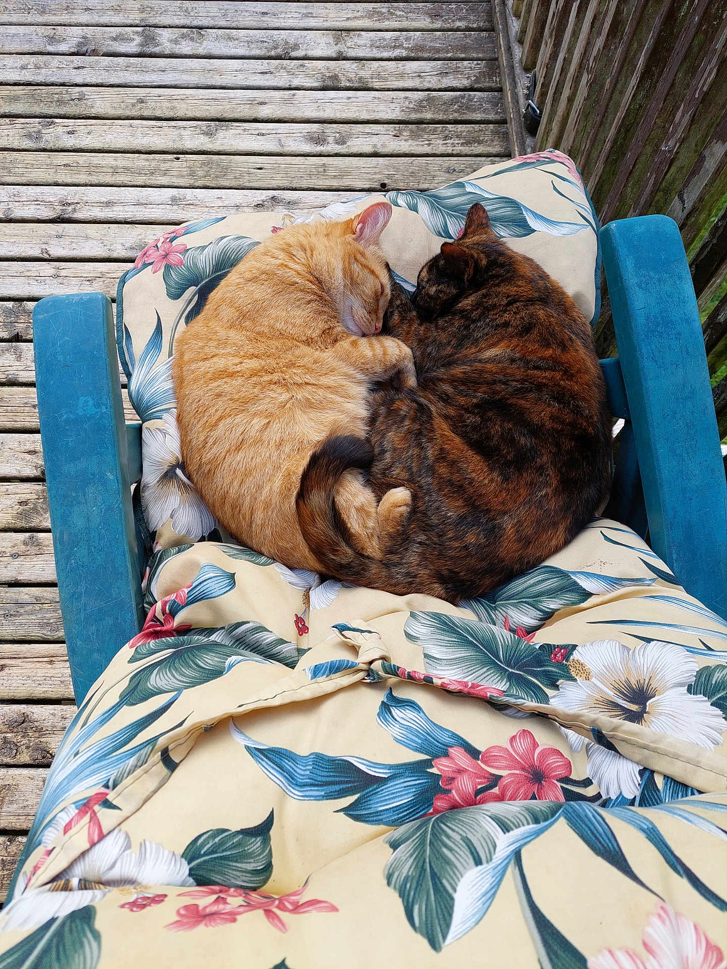 Roni And Scarlet joined the competition — help win amazing prizes! cat, sleeping, cushion, chair, wooden_deck, floral_pattern, orange_cat, tortoiseshell_cat, curled_up, pets, relaxation, outdoor, feline, nap, cozy, companions, fur, tail, resting, nature