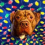dog, pet, brown_dog, close_up, portrait, nose, eyes, drool, wrapping_paper, holiday_lights, festive, patterned_background, hole, surprised, cute, indoor, head_shot, centered, colorful, photo_booth