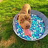 Rocky joined the competition — help win amazing prizes! backyard, ball_pit, brown_dog, close_up, colorful_balls, dog, grass, happy, kiddie_pool, looking_up, outdoor, owner_foot, panting, pet, plastic_balls, playful, short_hair, snout, sunny, tongue_out