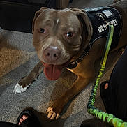 Rocky is registered to the contest to win money with this photo: brown_fur, carpet, close_up, companion, cozy_home, do_not_pet_text, dog, floppy_ears, happy, harness, human_feet, indoor, leash, leash_handle, pet, sandal, service_dog, sitting, tongue_out, white_paws