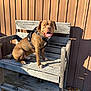 Rocky joined the competition — help win amazing prizes! dog, wooden_bench, harness, tongue_out, happy_dog, sitting, outdoor, sunlight, shadow, corrugated_metal, metal_wall, concrete_floor, paws, collar, brown_fur, pet, portrait, leaves, weathered_wood, bench_shadow