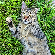 Freyja is registered to the contest to win money with this photo: animal, cat, closeup, cute, daylight, ear, fur, grass, greenery, lying_down, mammal, nature, outdoor, paw, pet, playful, relaxed, tabby, whiskers, yellow_eyes