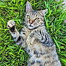 animal, cat, closeup, cute, daylight, ear, fur, grass, greenery, lying_down, mammal, nature, outdoor, paw, pet, playful, relaxed, tabby, whiskers, yellow_eyes