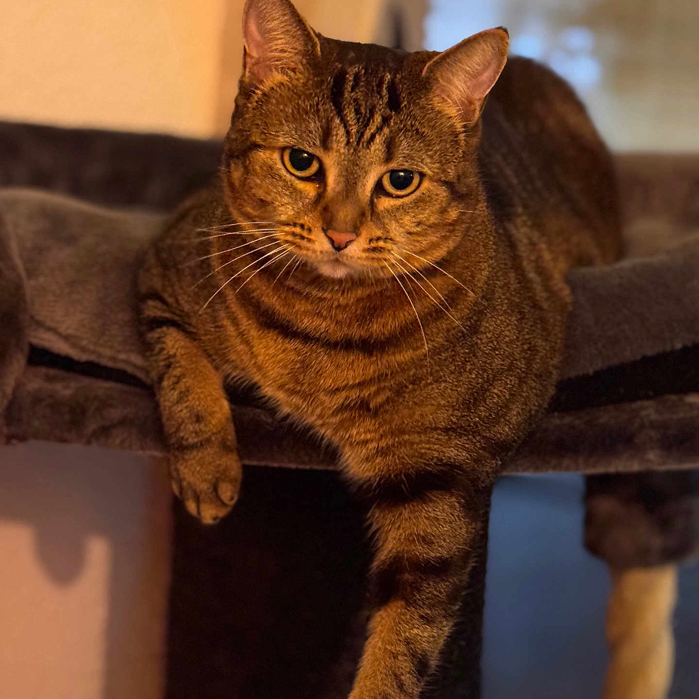 Onnah participe au concours pour gagner de l'argent avec cette photo : abyssinian, animal, boy, cat, child, couch, egyptiancat, furniture, hardwood, kitten, male, manx, person, pet, wood