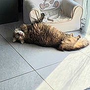 Edwige a rejoint le concours — aidez-le/la à gagner de superbes lots ! cat, tabby_cat, indoor, floor, tiled_floor, armchair, teddy_bear_design, sunlight, window, curious, green_eyes, fluffy, relaxed, pet, feline, cozy, home, furniture, cute, animal