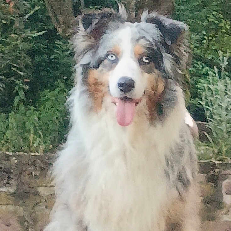 Oly a rejoint le concours — aidez-le/la à gagner de superbes lots ! animal, australian_shepherd, blue_eyes, canine, dog, ears, face, fluffy, fur, grass, greenery, happy, mammal, nature, outdoor, pet, portrait, sitting, stone_wall, tongue_out