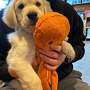 Oslo joined the competition — help win amazing prizes! puppy, golden_retriever, dog, plush_toy, octopus_toy, person, hand, black_hoodie, gray_shorts, indoor, sitting, pet, cute, young_dog, animal, toy, holding, furry, cozy, shelf