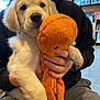 puppy, golden_retriever, dog, plush_toy, octopus_toy, person, hand, black_hoodie, gray_shorts, indoor, sitting, pet, cute, young_dog, animal, toy, holding, furry, cozy, shelf