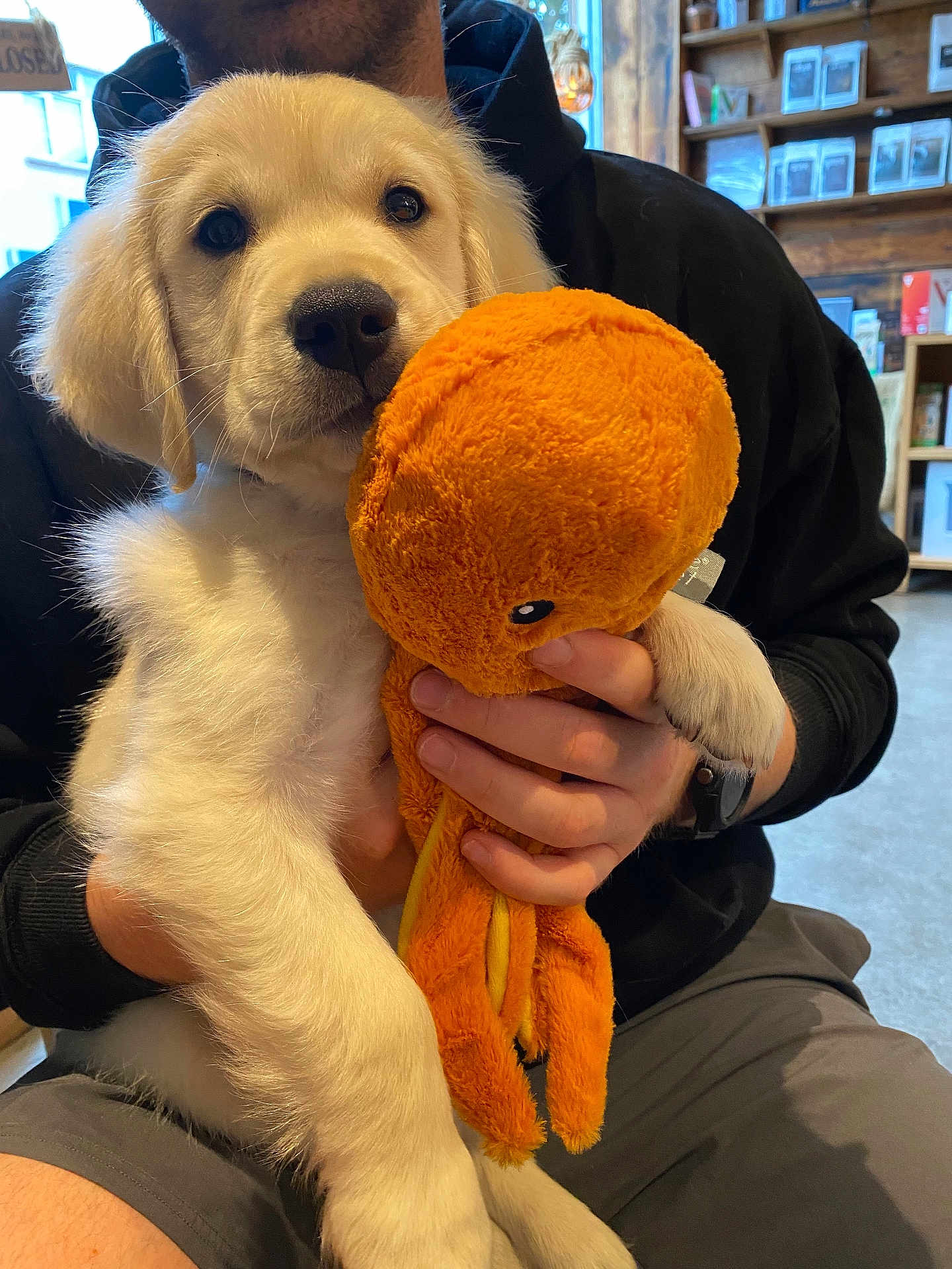 Oslo joined the competition — help win amazing prizes! puppy, golden_retriever, dog, plush_toy, octopus_toy, person, hand, black_hoodie, gray_shorts, indoor, sitting, pet, cute, young_dog, animal, toy, holding, furry, cozy, shelf