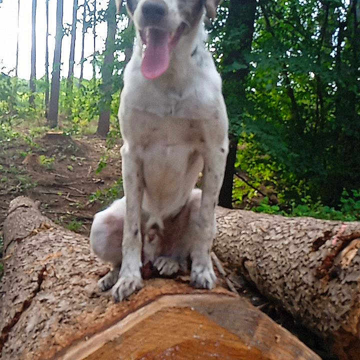 Saïko a rejoint le concours — aidez-le/la à gagner de superbes lots ! animal, canine, dog, grove, hound, land, nature, outdoors, pet, plant, puppy, rainforest, rock, soil, tree, treestump, vegetation, wilderness, wood, woodland
