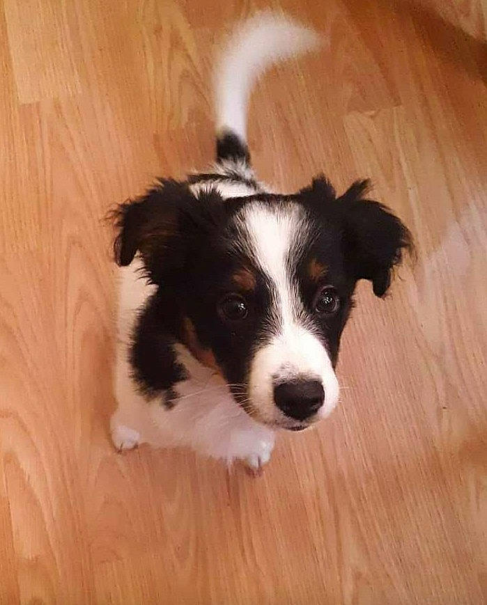 Cooper is registered to the contest to win money with this photo: border_collie, canidae, carnivore, companion_dog, dog, dog_breed, flooring, hardwood, herding_dog, plank, puppy, snout, sporting_group, varnish, whiskers, wood, wood_flooring, wood_stain, working_animal, working_dog