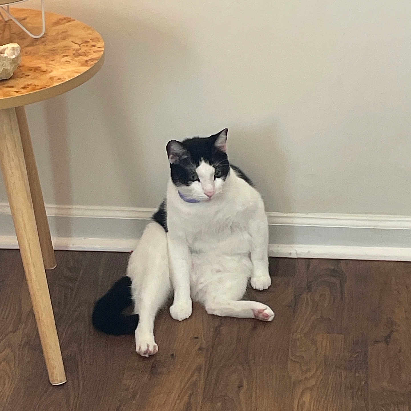 Mr Belly Botton joined the competition — help win amazing prizes! black_and_white, cat, collar, domestic_animal, feline, flooring, fur, household, indoor, paws, pet, quiet, relaxed, sitting, stones, table, tail, wall, whiskers, wooden_floor