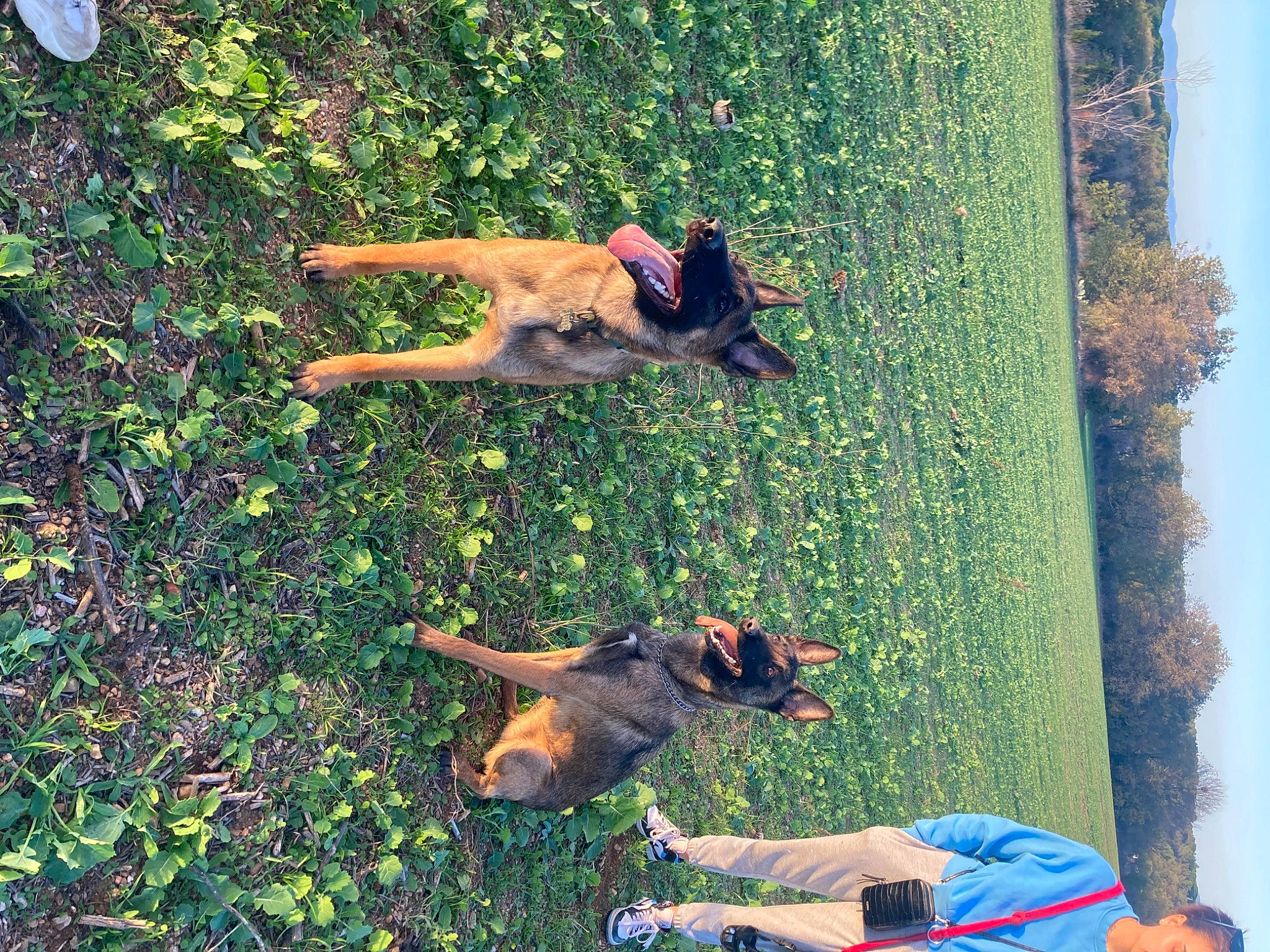 Union participe au concours pour gagner de l'argent avec cette photo : carnivore, dog, dog_breed, fawn, fun, grass, green, happy, landscape, lawn, leisure, light, people_in_nature, plant, recreation, sky, snapshot, summer, tree, working_animal