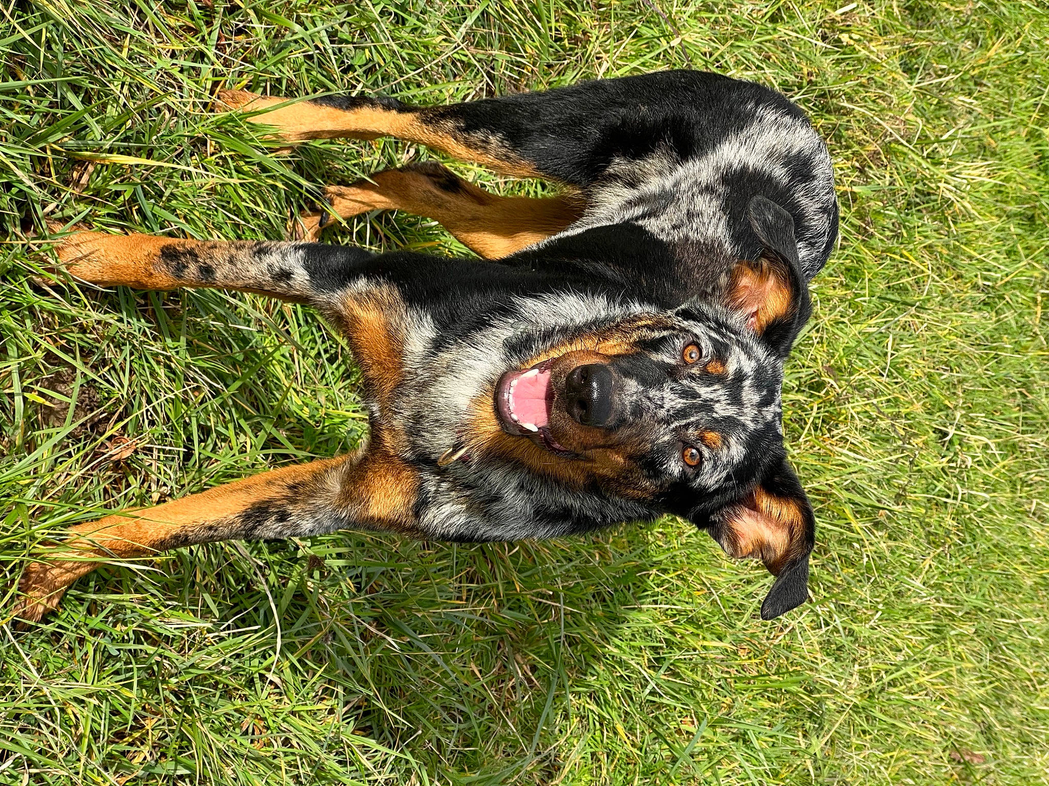 Upa participe au concours pour gagner de l'argent avec cette photo : canidae, carnivore, companion_dog, dog, dog_breed, grass, guard_dog, hunting_dog, snout, sporting_group, tail, terrestrial_animal, working_dog