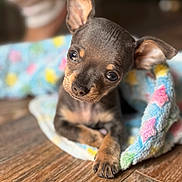 Odis is registered to the contest to win money with this photo: animal, black, blanket, brown, closeup, cozy, curious, cute, dog, ears, fur, indoors, looking_up, pet, puppy, resting, small, soft, wooden_floor, young