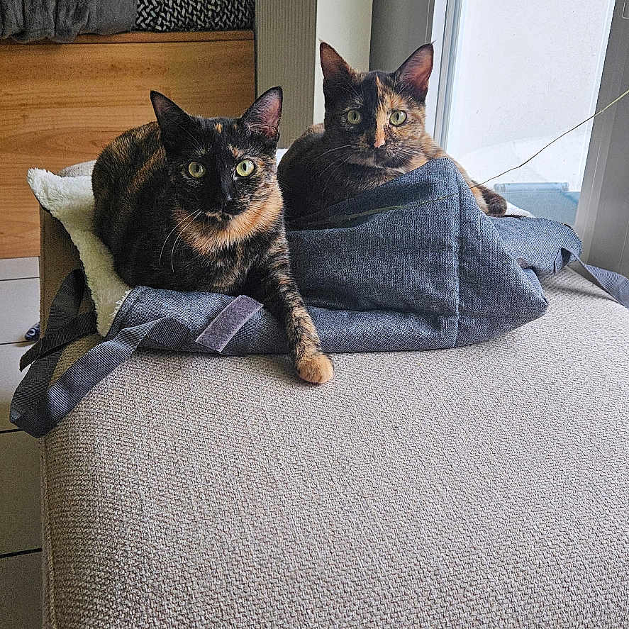 Bella Et Zoé a rejoint le concours — aidez-le/la à gagner de superbes lots ! animal, architecture, bed, bedroom, blanket, building, canine, cat, couch, cushion, furniture, homedecor, indoors, interiordesign, linen, livingroom, manx, person, pet, room