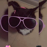 Princess joined the competition — help win amazing prizes! accessory, adorable, animal, black_and_white, blurred_background, cat, closeup, cute, feline, floor, funny, heart_emoji, indoor, pet, pink, playful, portrait, stylish, sunglasses, whiskers