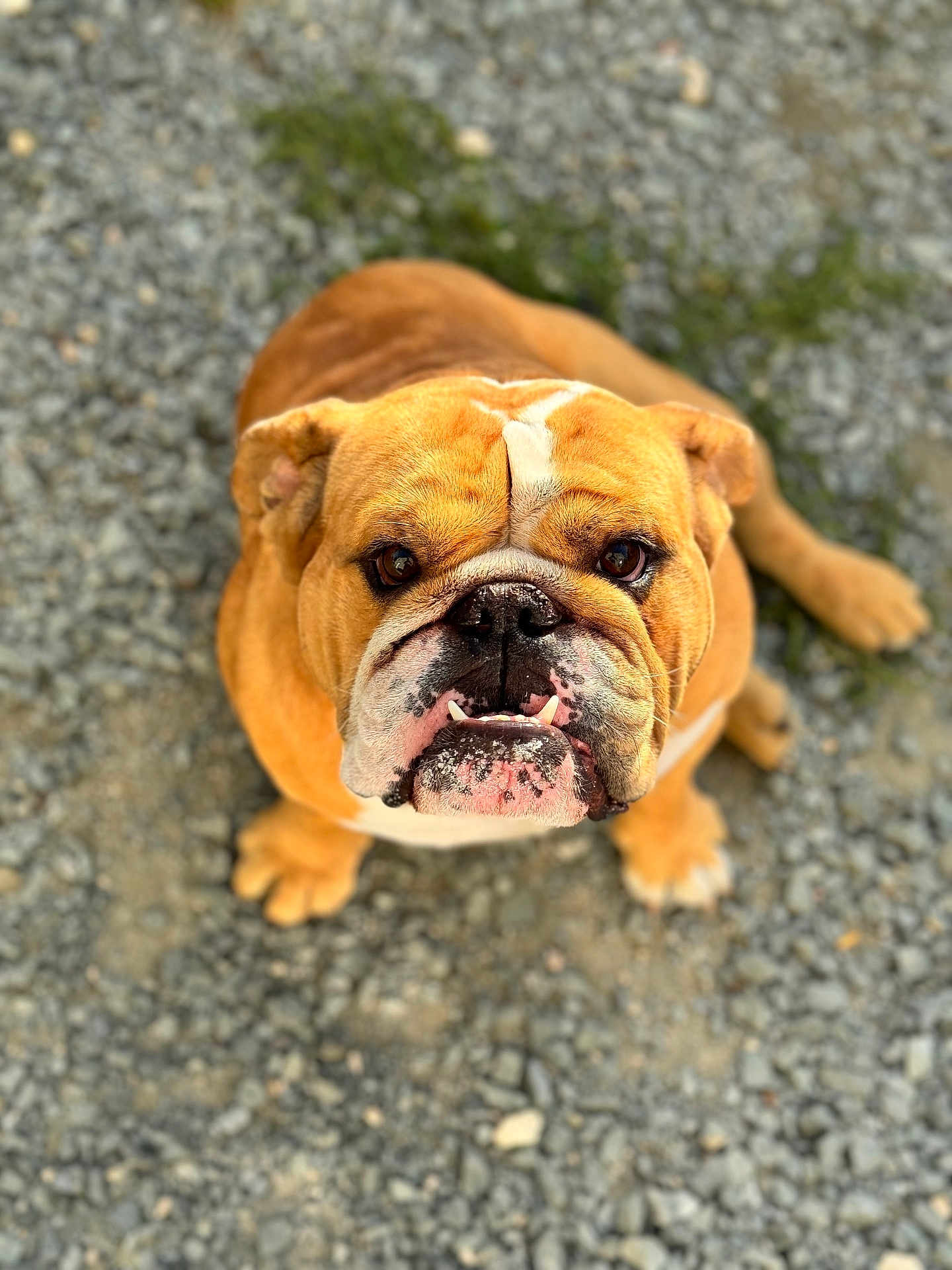 Roger participe au concours pour gagner de l'argent avec cette photo : bulldog, dog, pet, animal, outdoor, gravel, brown, white, closeup, portrait, cute, fur, face, ears, sitting, looking_up, snout, wrinkles, tongue, paw