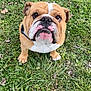 Roger participe au concours pour gagner de l'argent avec cette photo : bulldog, dog, pet, grass, outdoor, animal, canine, brown, white, face, ears, eyes, nose, collar, sitting, nature, leaf, closeup, cute, portrait