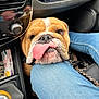 Roger a rejoint le concours — aidez-le/la à gagner de superbes lots ! bulldog, dog, tongue, car_interior, blue_jeans, knee, pet, animal, close_up, resting, cute, adorable, companion, seat, dashboard, reflection, leather, casual, indoor, friendship