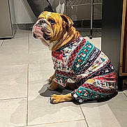 Roger a rejoint le concours — aidez-le/la à gagner de superbes lots ! bulldog, dog, pet, christmas_pajamas, clothing, indoor, floor_tiles, drying_rack, clothes, brown_fur, white_fur, sitting, looking_away, cute, festive, holiday, animal, paw, ears, snout