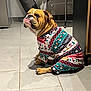 bulldog, dog, pet, christmas_pajamas, clothing, indoor, floor_tiles, drying_rack, clothes, brown_fur, white_fur, sitting, looking_away, cute, festive, holiday, animal, paw, ears, snout
