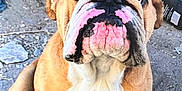 Roger a rejoint le concours — aidez-le/la à gagner de superbes lots ! bulldog, dog, pet, animal, outdoor, sitting, face, snout, wrinkles, paws, fur, brown, white, pink, ground, tiles, rocks, plants, stack, closeup