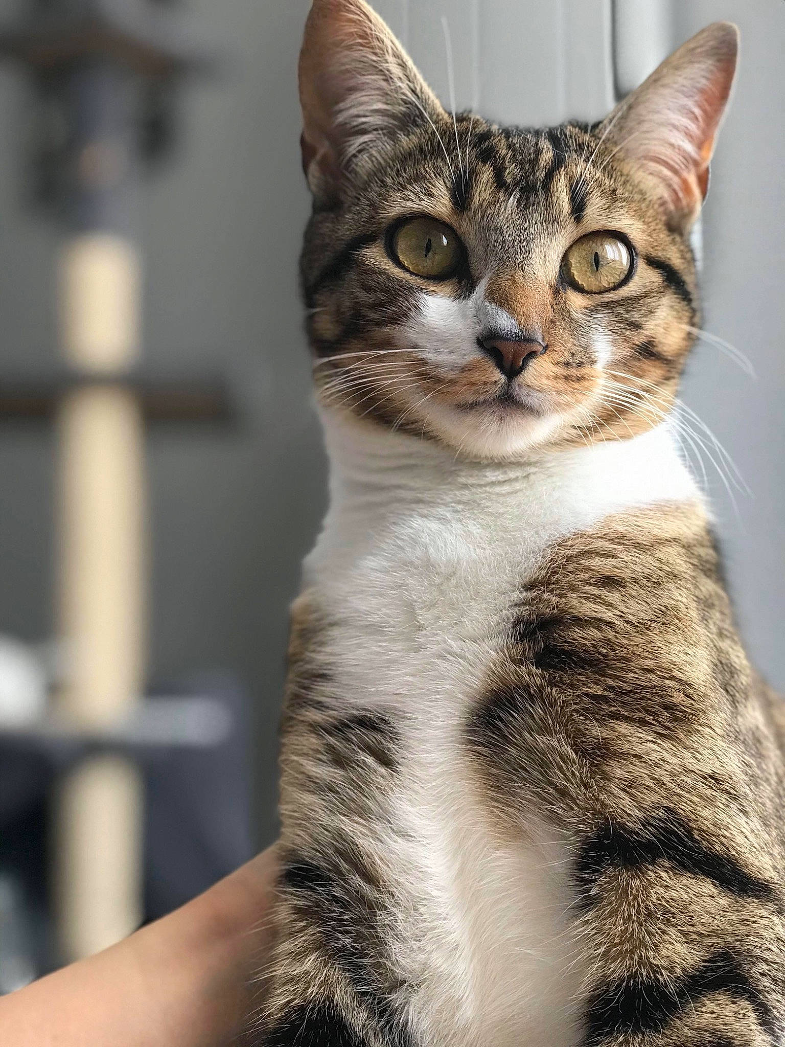 Pookie a rejoint le concours — aidez-le/la à gagner de superbes lots ! carnivore, cat, domestic_short_haired_cat, eye, felidae, fur, iris, sitting, small_to_medium_sized_cats, snout, terrestrial_animal, whiskers, wildlife, window