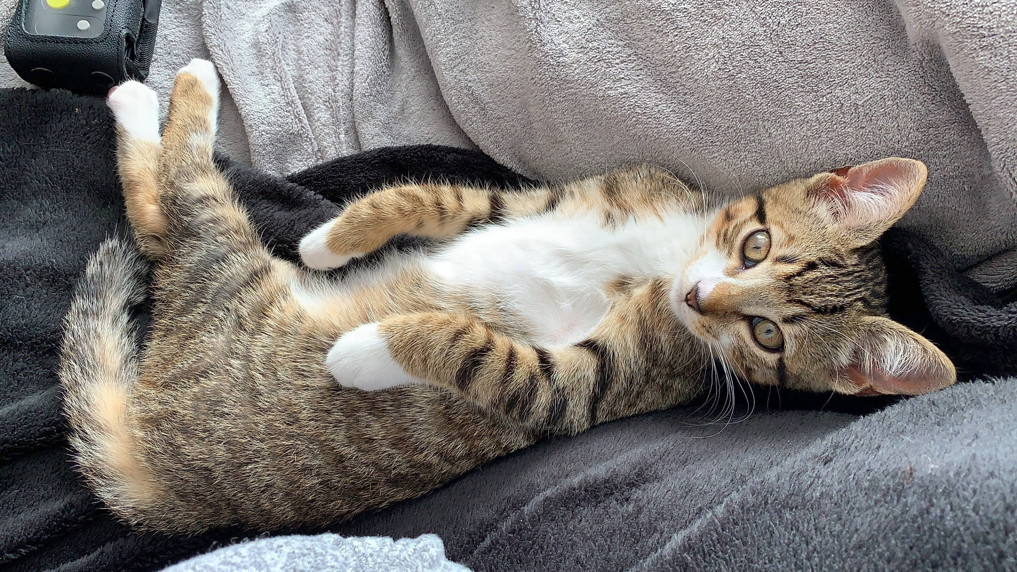 Pookie participe au concours pour gagner de l'argent avec cette photo : bored, carnivore, cat, claw, comfort, domestic_short_haired_cat, felidae, fur, mammal, nap, paw, small_to_medium_sized_cats, snout, terrestrial_animal, vertebrate, whiskers